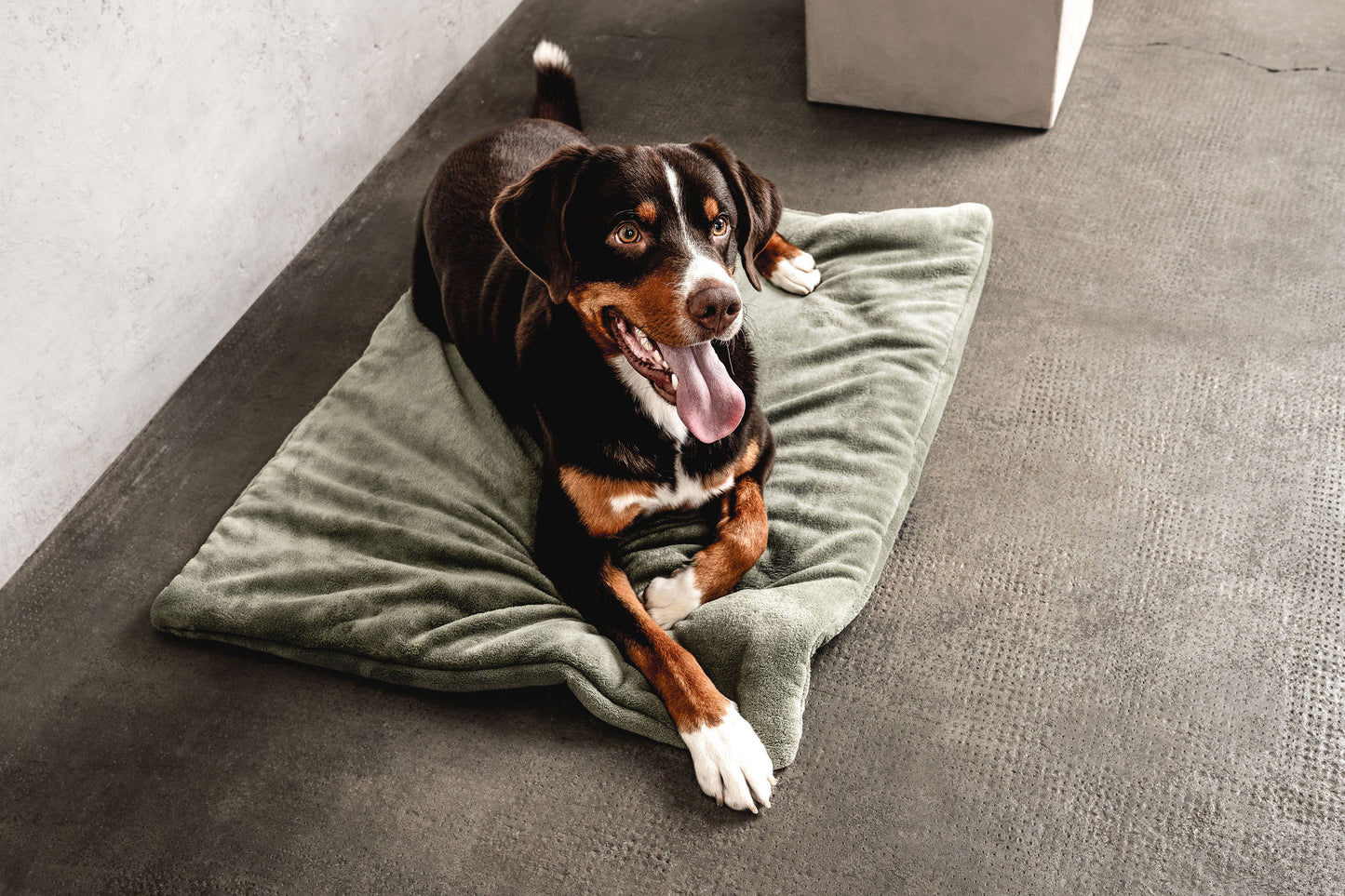 Hundedecke Emma Moosgrün Mein Shop