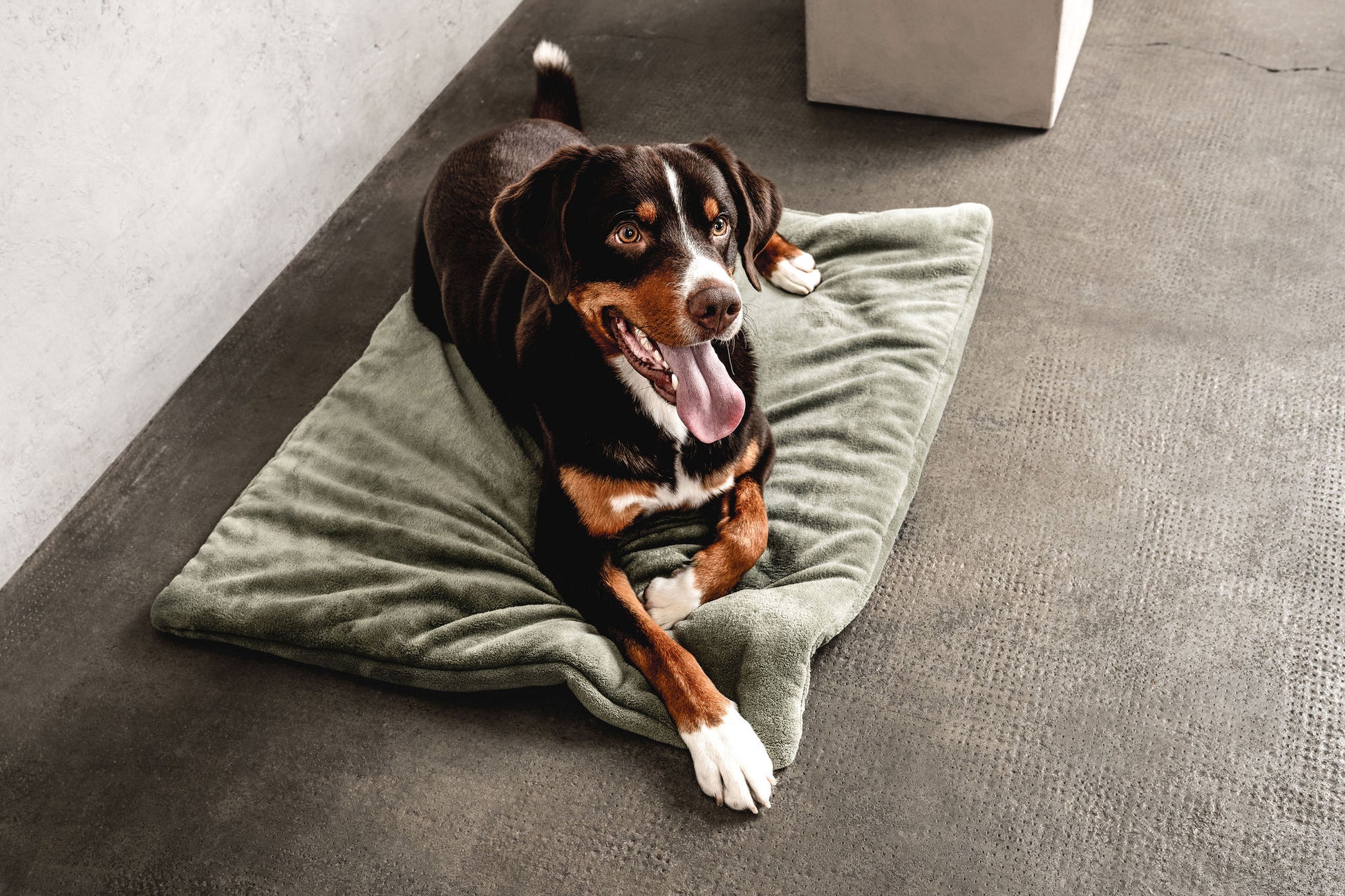 Hundedecke Emma Moosgrün Mein Shop