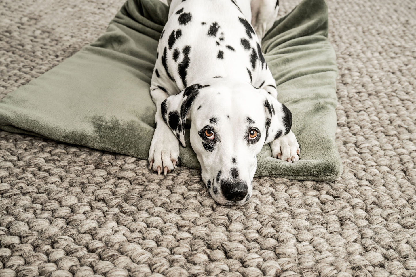 Hundedecke Emma Moosgrün Mein Shop