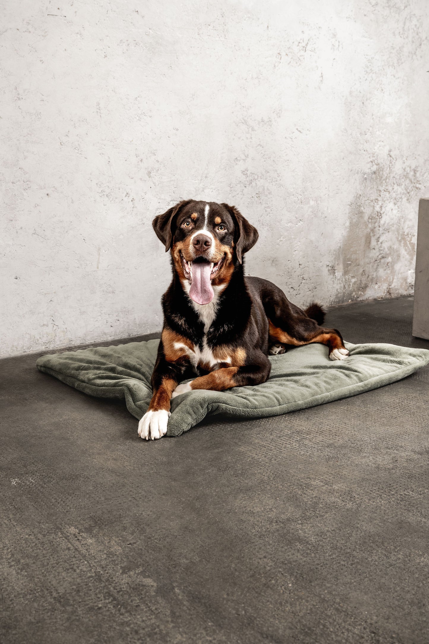 Hundedecke Emma Moosgrün Mein Shop