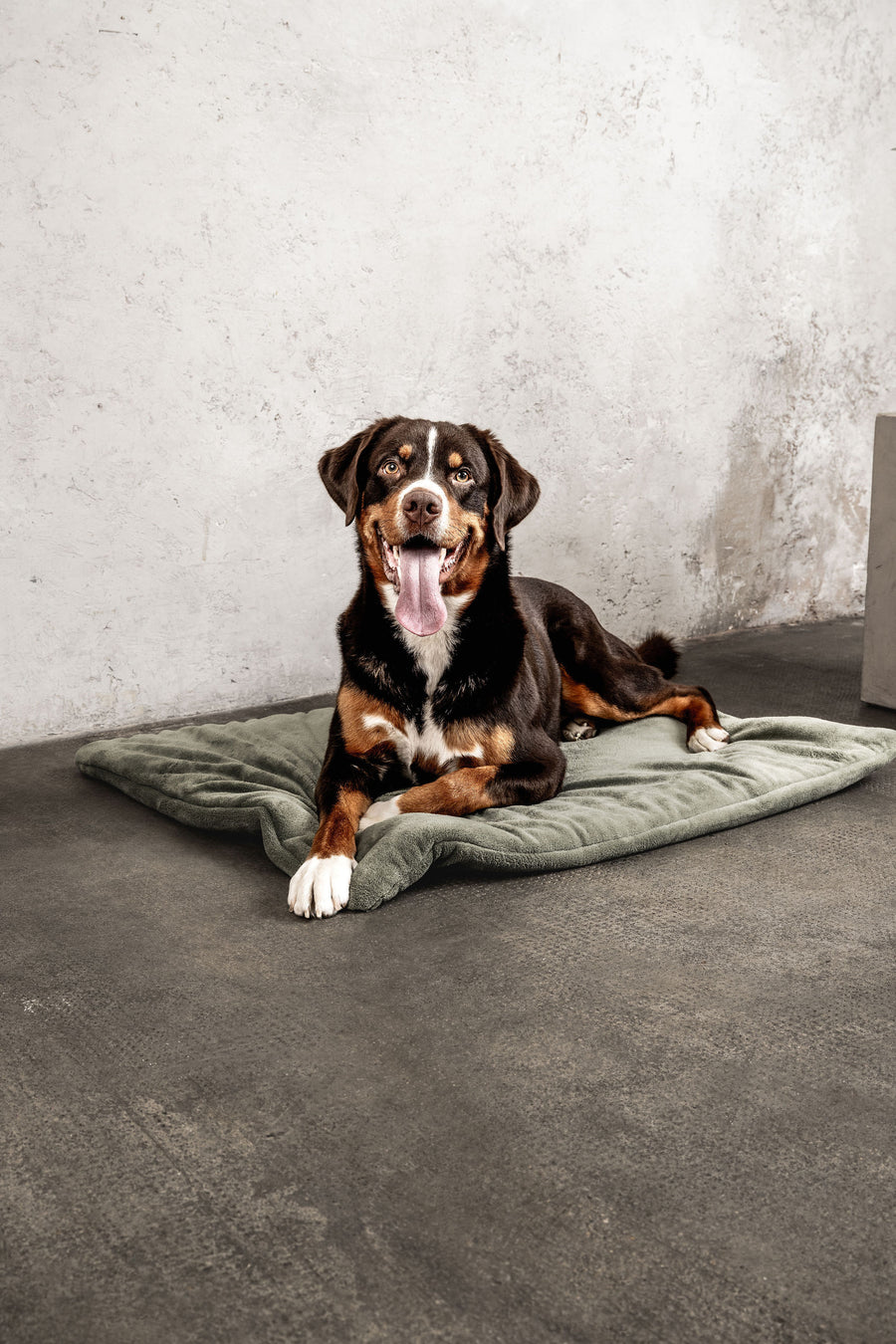 Hundedecke Emma Moosgrün Mein Shop