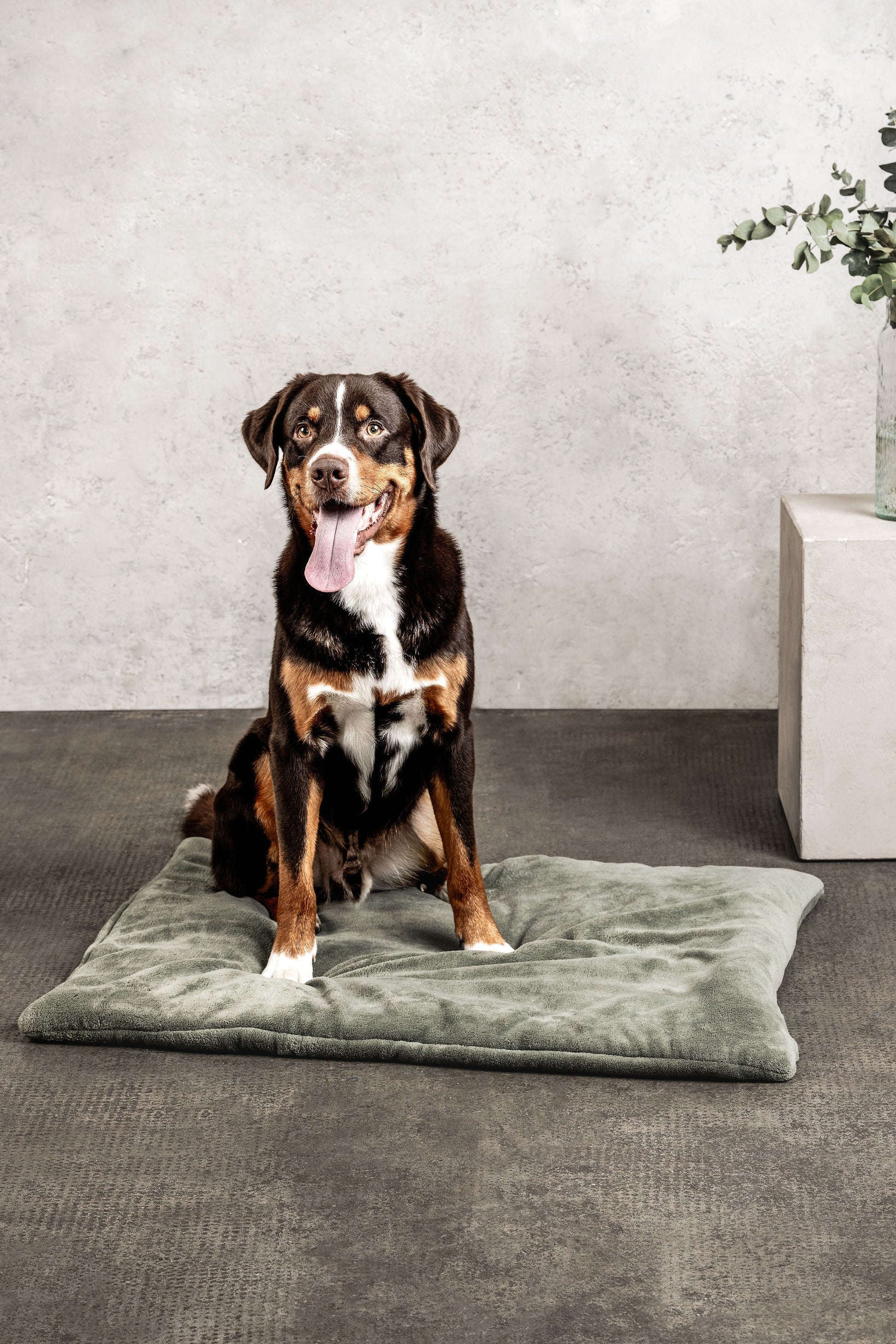 Hundedecke Emma Moosgrün Mein Shop