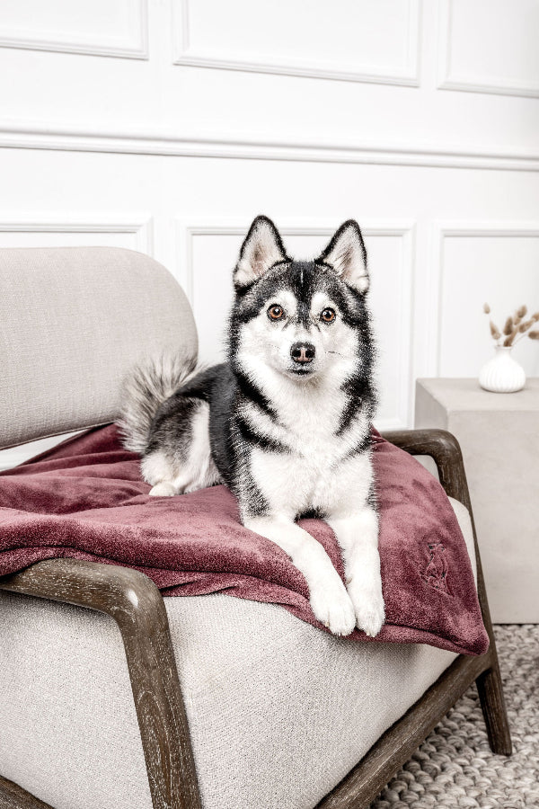 Hundedecke Emma Weinrot Mein Shop