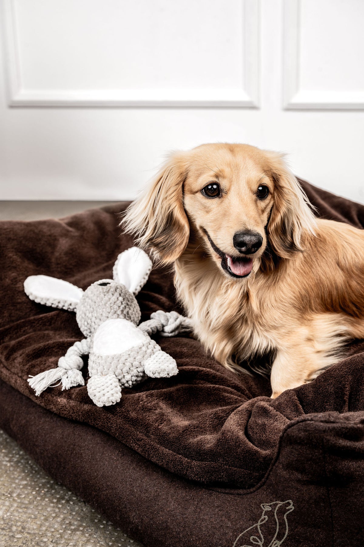 Hundebett Belle im Wohnraum
