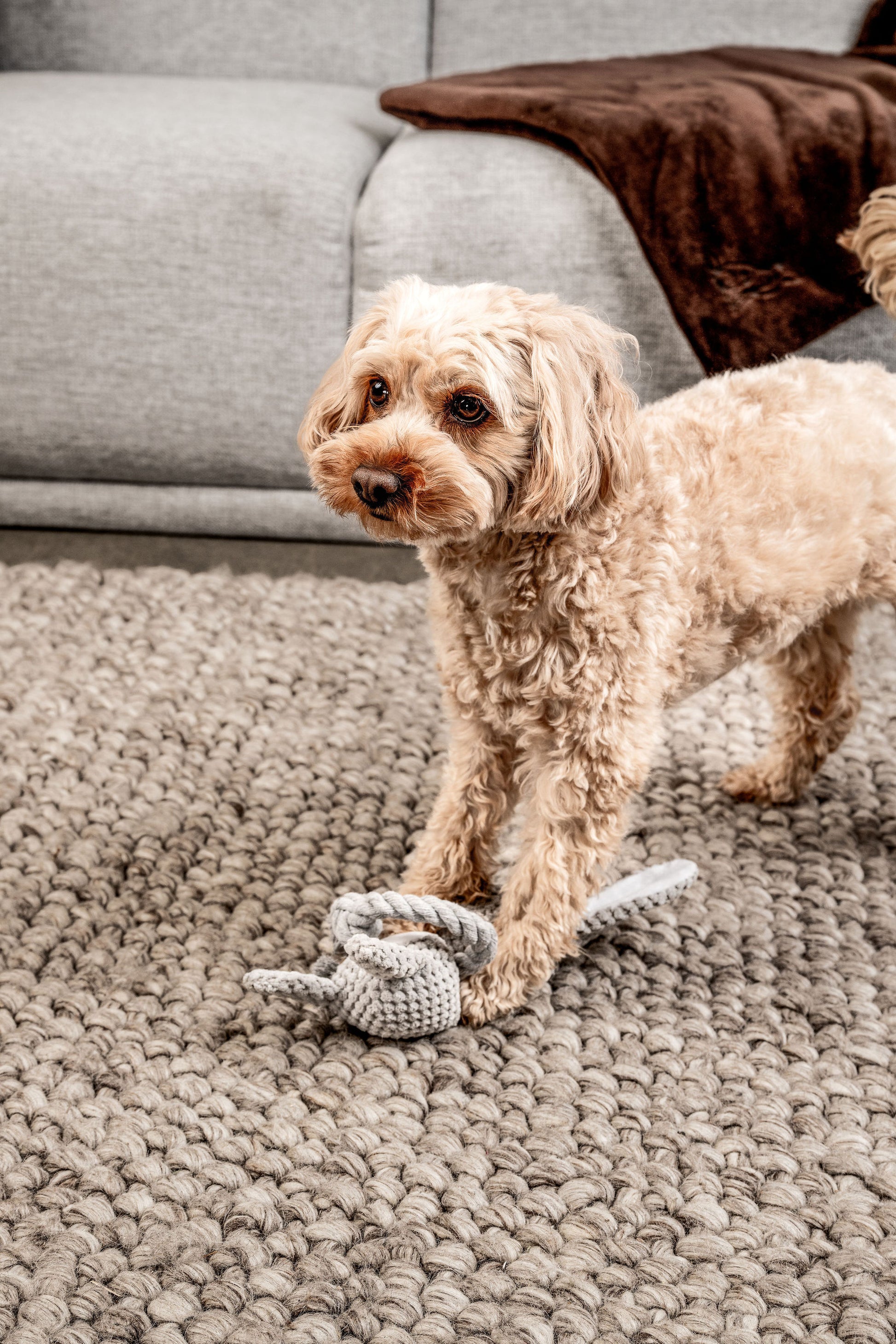 Hundespielzeug Hase Theo Mein Shop