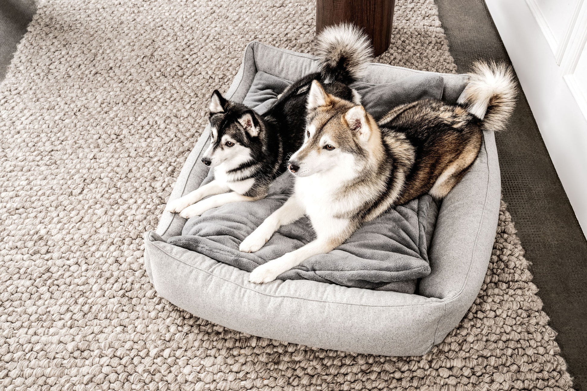 Dream-Duo Silvershade (hellgrau / dunkelgrau) Mountaindog