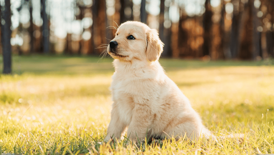 Golden Retriever Welpe sitzt auf einer sonnigen Wiese, Symbolbild für die Erstausstattung Hund vor dem Einzug