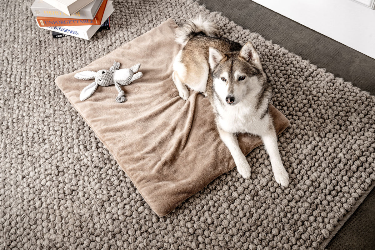 Hundebett Belle im Wohnraum